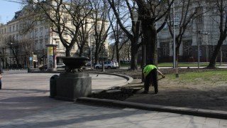 Сладкова висадить у центрі Львова 200 дерев за мільйон гривень