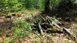 У Дрогобицькому лісництві розслідують факти вирубки лісу