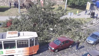 У центрі Львова на дорогу впало дерево (оновлено)
