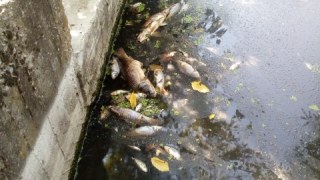 У водоймі в місті Кам'янка-Бузька масово загинула риба