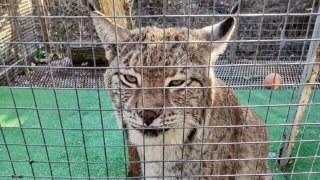 Держекоінспекція виявила порушення порядку утримання диких тварин на Львівщині