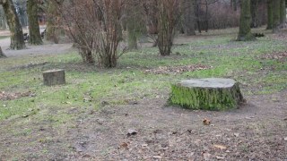 На Львівщині незаконно вирубали майже три тисячі дерев