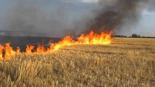 За добу на Львівщині зафіксували п'ять пожеж сухостою
