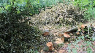 За незаконну рубку лісів на посадовців Славського лісгоспу відкрили кримінальне провадження