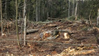 На Стрийщині вирубали дерев на 24 тисячі