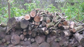 На Старосамбірщині біля лісопилки виявили нечіповані колоди дерев