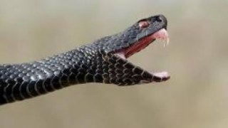 Протягом вихідних зафіксовано 4 факти укусів змій на Львівщині
