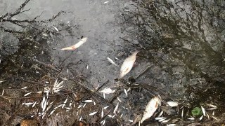 У річці на Пустомитівщині, де масово загинула риба, виявили забруднюючі речовини
