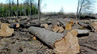 На Львівщині «процвітає» нелегальне вирубування лісів