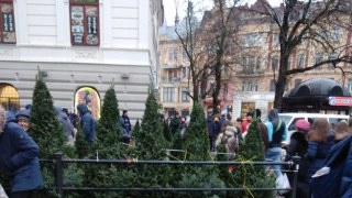 У Львові затвердили більше 20 місць з продажу ялинок. Перелік