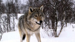 У Національному парку "Сколівські Бескиди" вовки вполювали двох оленів