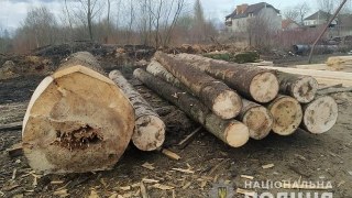 Чоловіку, який незаконно зрубав 9 дерев на Самбірщині, загрожує 3 роки ув'язнення