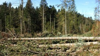 Галсільлісу потрібно майже 3 млн грн на лісовпорядкування