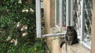 Садовий стерилізуватиме безпритульних котиків Львова за спиною дружини