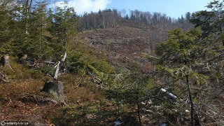 У Турківському і Старосамбірському районах незаконно зрубали більше 200 дерев