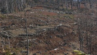 Через вирубку лісів на Львівщині нардепи хочуть запровадити мораторій