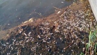 У водоймі на Сокальщині загинула вся риба