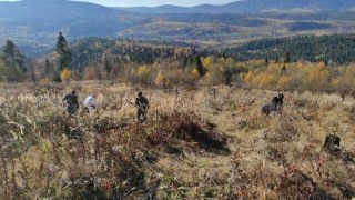 Галсільліс висадить 20 тисяч дерев у Козівській громаді