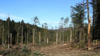 Самбірський лісгосп отримав землі у Мостиському районі