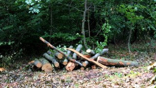 За півроку на Львівщині вирізали майже 7 тисяч га деревини