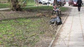 У межах місячника озеленення у Львові висадили понад 500 дерев