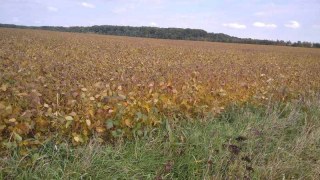 На Стрийщині незаконно використовуються понад 60 гектарів землі