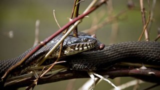 На Сколівщині двох дітей вкусила змія