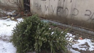 На Львівщині штрафуватимуть за незаконну зрізку хвойних дерев