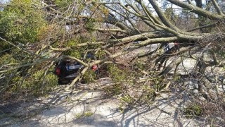 На Яворівщині дерево вщент знищило автівку