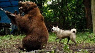 Зоозахисники хочуть врятувати бурих ведмедів, на яких цькують собак