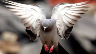 На Львівщині підлітки вкрали у жінки 45 голубів
