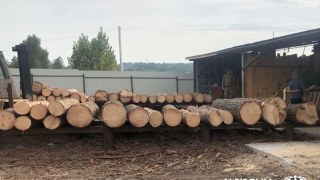 На території Яворівського національного парку викрили схему вирубки дерев
