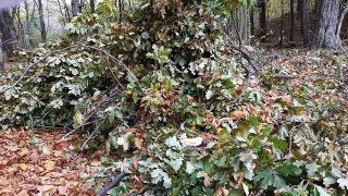 Грекокатолики Дрогобиччини незаконно зрізали 26 дерев