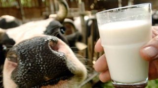 Особисті селянські господарства на Львівщині дають 90% всього молока в області