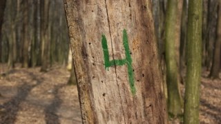 На Львівщині затримали 18 осіб за незаконну вирубку дерев