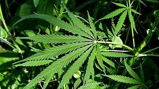 Правоохоронці виявили понад 1кг марихуани на фермі у Львівській області