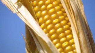Україна експортує в Китай 700 тис. тонн кукурудзи наступного року