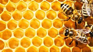 На Дрогобиччині відбудеться Перший Фестиваль меду