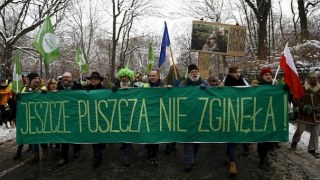 У Польщі тривають протести проти вирубки Біловезької пущі