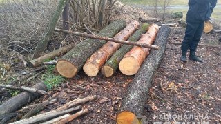 На Жовківщині біля приватної пилорами виявили незаконно зрубані хвойні дерева
