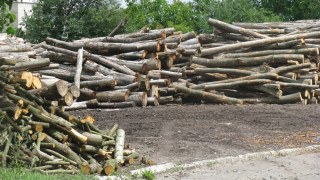 У Галсільлісі на Старосамбірщині виявили незаконні вирубки лісу