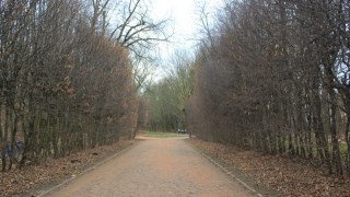У Львові буде майже 30 дерев-пам’яток природи