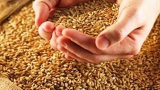 Олег Баран: Зростання цін на зернові у світі не вплине на зростання ціни хліба в Україні