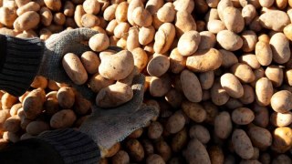 Макрон надіслав Козицькому 95 тонн картоплі на осінні деруни