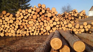 В Україні перевірять поставки лісу-кругляка до Криму