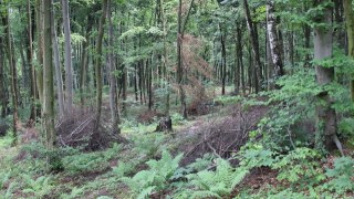 Синютка передав частину лісу на Стрийщині для вирощування енергокультур