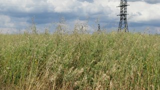 На Львівщині за тиждень здали в оренду майже 500 гектарів сільськогосподарської землі