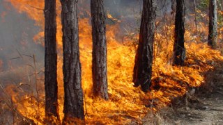 Сех заборонила відвідувати ліси під час високої пожежної небезпеки