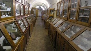 У львівських музеях триває акція «На вихідні з сім’єю у музей»
