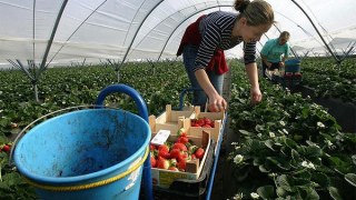 Половина заробітчан з України працюють за кордоном нелегально